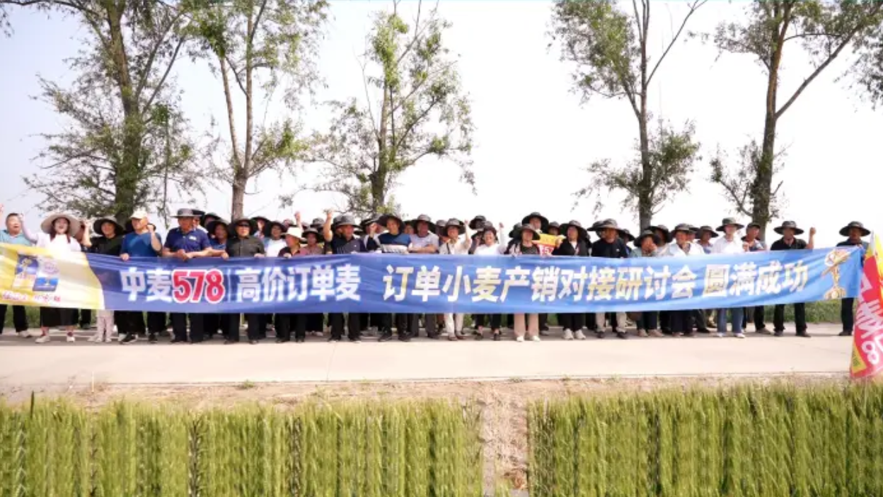 订单加价收 效益不用愁｜中麦578高价订单麦正定产销对接会火爆开启！